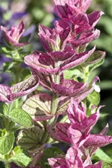 Herb Collection: Salvia viridis