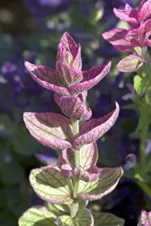 Flowers Gallery: Salvia viridis