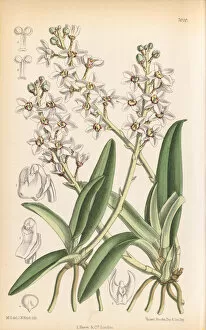 Orchids Collection: Sarcochilus hartmannii, 1888
