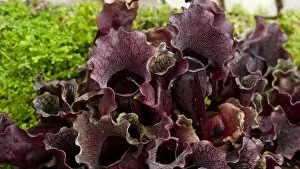 Flowers Gallery: Sarracenia purpurea