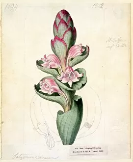 19th Century Gallery: Satyrium carneum, (Dryand.) Sims ( Great-flowered Cape Satyrium')