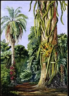 Botanical Art Gallery: Scene in Dr. Lunds Garden at Lagoa Santa, Brazil
