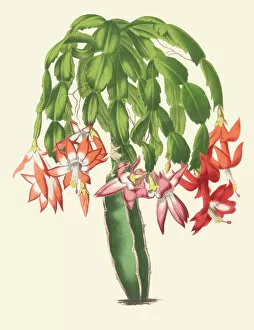 La Belgique Horticole Collection: Schlumbergera truncata, 1866