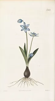 Hand Coloured Gallery: Scilla amoenula, 1823