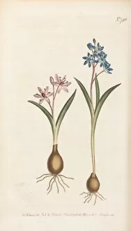 Curtis's Botanical Magazine Gallery: Scilla bifolia, 1804