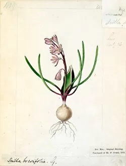 Scilla brevifolia ( Rootsheathed Cape Squill )