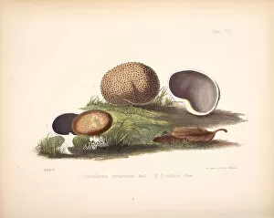 Botanicals Gallery: Scleroderma verrucosum, Scleroderma citrinum, 1847-1855
