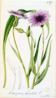 Asteraceae Collection: Scorzonera undulata, Vahl