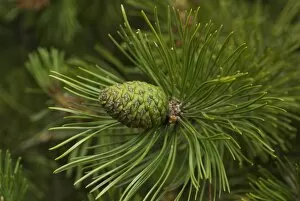 Pinaceae Collection: Scrub pine
