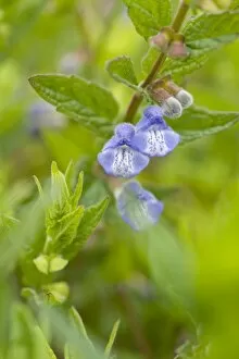 Blue Flower Collection: Scutellaria galericulata