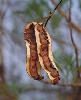Medicinal Gallery: Seed pods of Entada abyssinica, north of Banfora