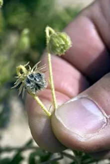 Desert plants Gallery: Seeds of Tripteris microcarpa