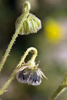 Desert plants Gallery: Seeds of Tripteris microcarpa