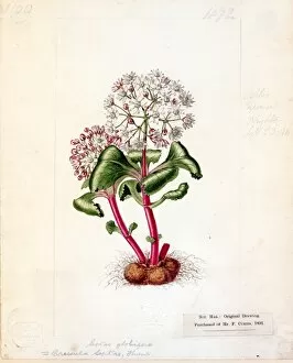 Botanical Art Gallery: Septas globiflora ( Globe-Flowered Septas )
