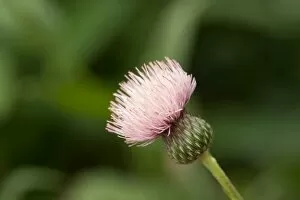 Asteraceae Collection: Serratula tinctoria