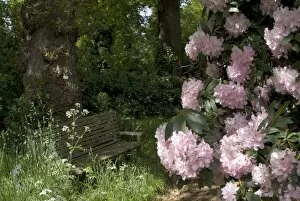 Rhododendron Gallery: a shady seat