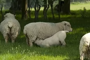 Natural gardens Collection: Sheep