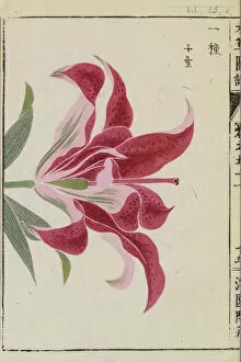 1828 Collection: Siberian lily ( Lilium pensylvanicum Fulgens ), woodblock print and manuscript on paper, 1828
