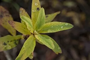 Rosaceae Gallery: Sibiraea altaiensis