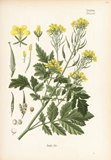 Köhlers Medicinal Plants Collection: Sinapis alba, 1887