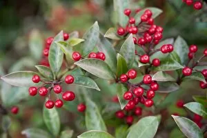 Red Berries Gallery: Skimmia japonica