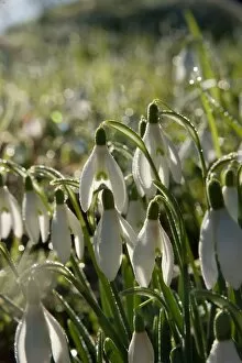 Amaryllidaceae Collection: Snow drops at RBG Kew