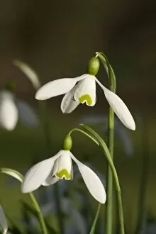Images Dated 16th March 2010: snowdrop