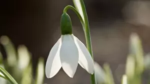Plants and Fungi Collection: Snowdrop, galanthus nivalis