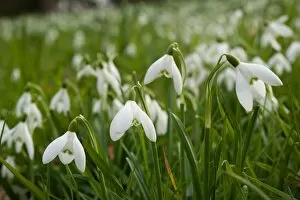 Images Dated 28th February 2013: Snowdrops RBG Kew