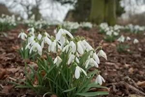 Amaryllidaceae Collection: Snowdrops, RBG Kew