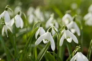 Images Dated 28th February 2013: Snowdrops, RBG Kew