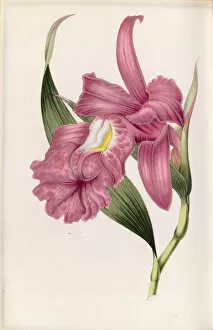 Plant Structure Gallery: Sobralia macrantha, 1845-1883