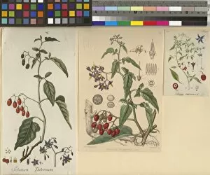 Botanical art, botanical illustrations, solanum dulcamara