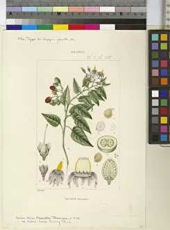 Illustration Gallery: Solanum dulcamara