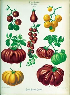 Colour Collection: Solanum lycopersicum, Tomatoes