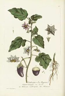 Watercolor Gallery: Solanum melongena, aubergine