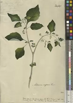 More Botanical Illustrations Collection: Solanum nigrum