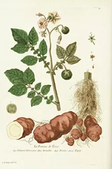 Brown Collection: Solanum tuberosum, potato