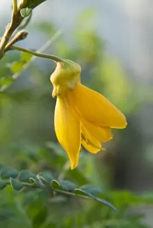 Yellow Flowers Collection: Sophora_toromiro