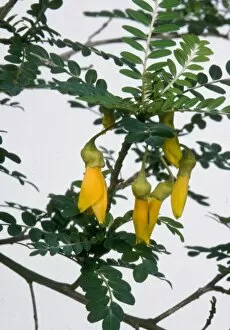 Endangered plants Gallery: Sophora, toromiro