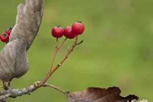 Red Berries Collection: Sorbus anglica