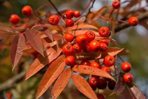 Autumn Colour Collection: Sorbus commixta berries