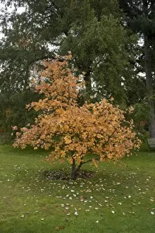 Iucn Red List Collection: Sorbus eminens