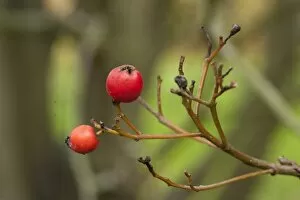 Autumn Colour Collection: Sorbus pseudofennica