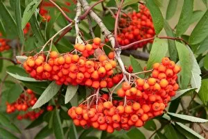 Berries Collection: Sorbus x kewensis