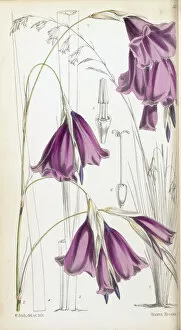 Botanical Illustration Gallery: Sparaxis pulcherrimum, 1866