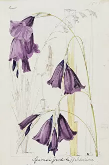 Bulbs Gallery: Sparaxis pulcherrimum, 1866