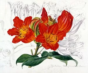Botanical Art Collection: Spathodea campanulata P. Beauv. (Bell-flowered Spathodea)