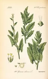 Watercolours Gallery: Spinacia oleracea, spinach