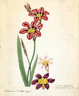 19th Century Gallery: Spraxis tricolor (Schneev.) Ker Gawl. ( Three-coloured Spraxis )